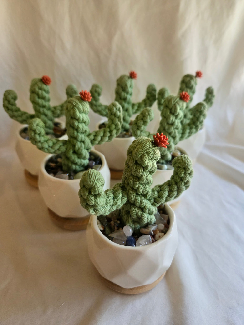 Everlasting Cactus | Cacti | Plant