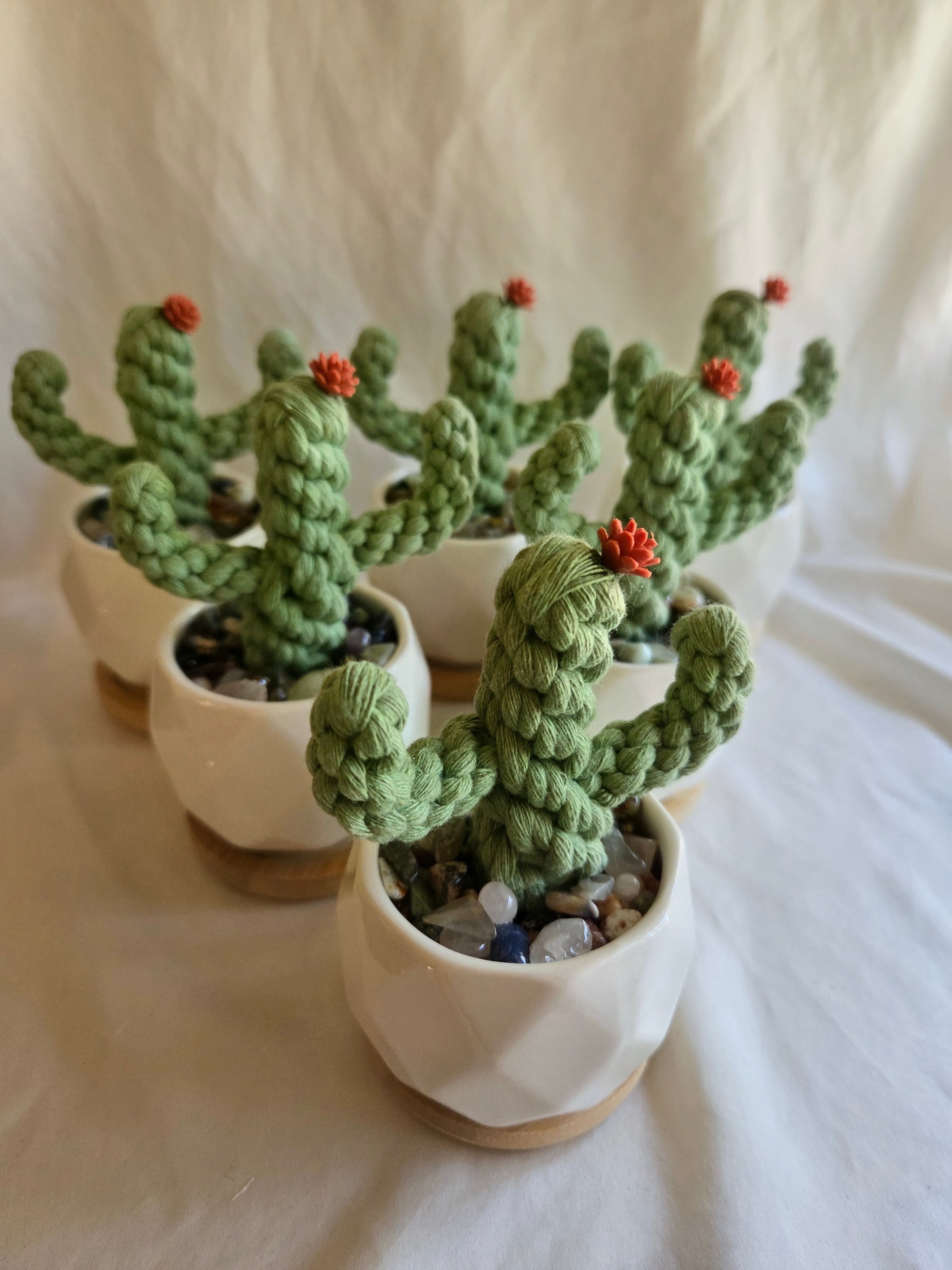 Everlasting Cactus | Cacti | Plant