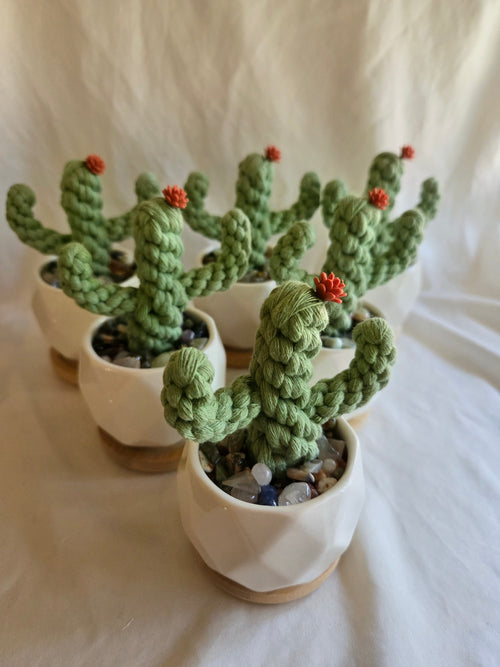 Cactus | Everlasting Plant | Cacti | Plant