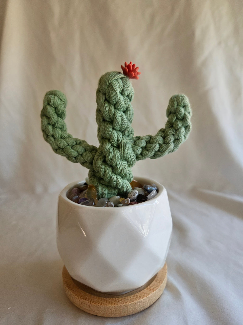 Everlasting Cactus | Cacti | Plant
