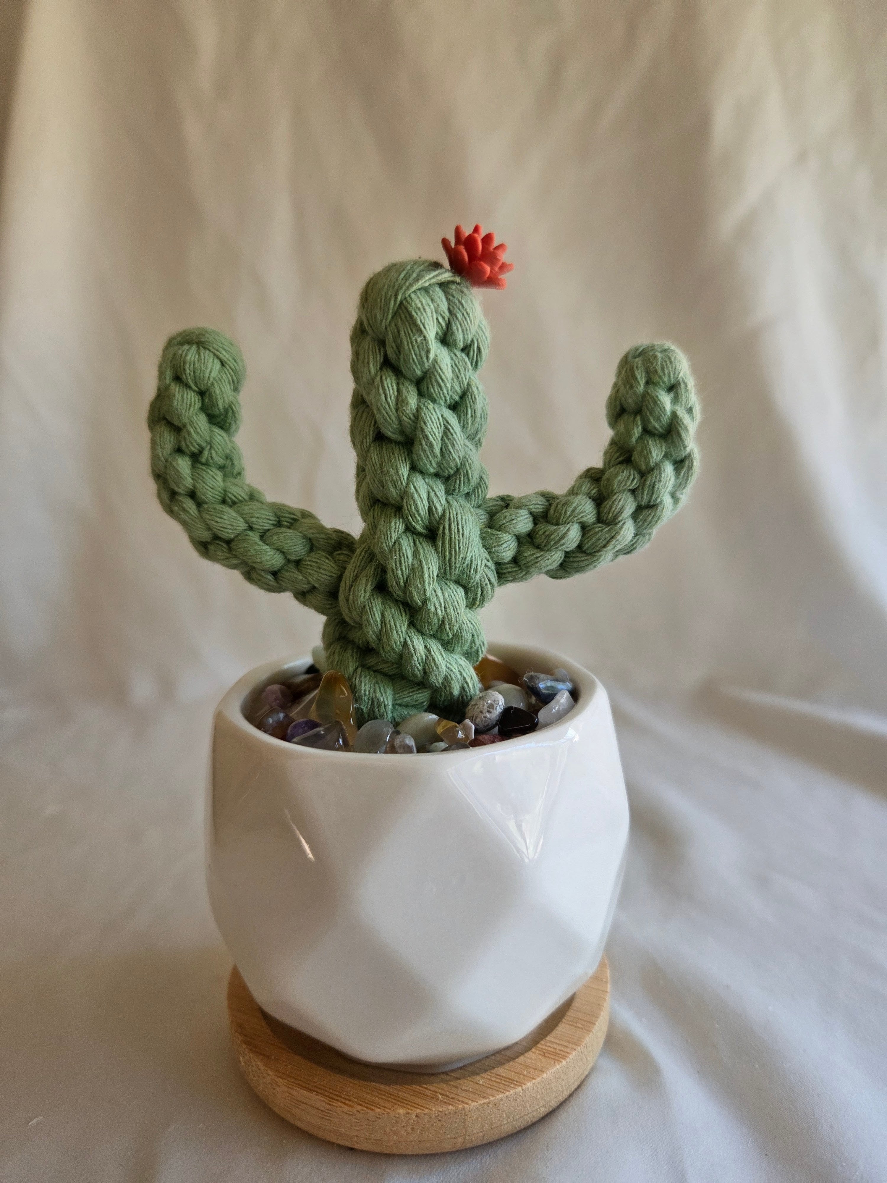Everlasting Cactus | Cacti | Plant
