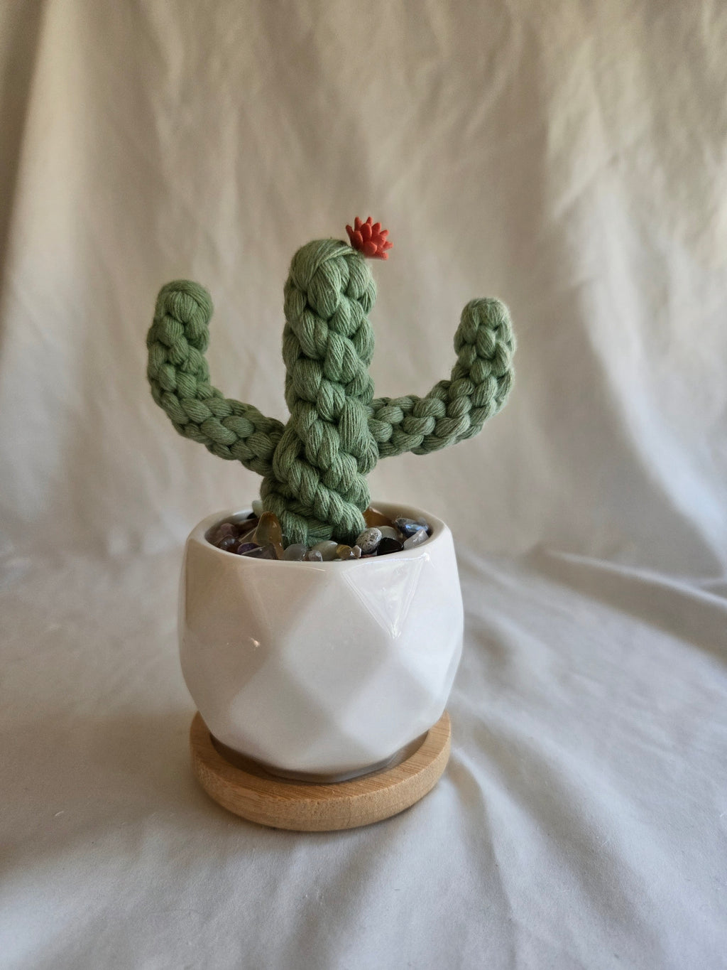 Everlasting Cactus | Cacti | Plant