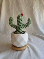 Everlasting Cactus | Cacti | Plant