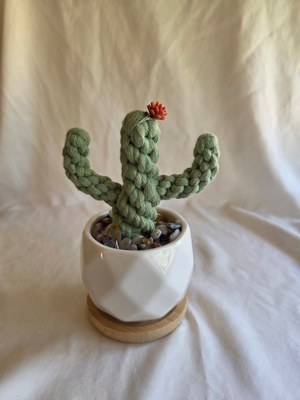 Everlasting Cactus | Cacti | Plant