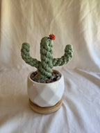 Everlasting Cactus | Cacti | Plant