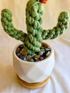 Everlasting Cactus | Cacti | Plant