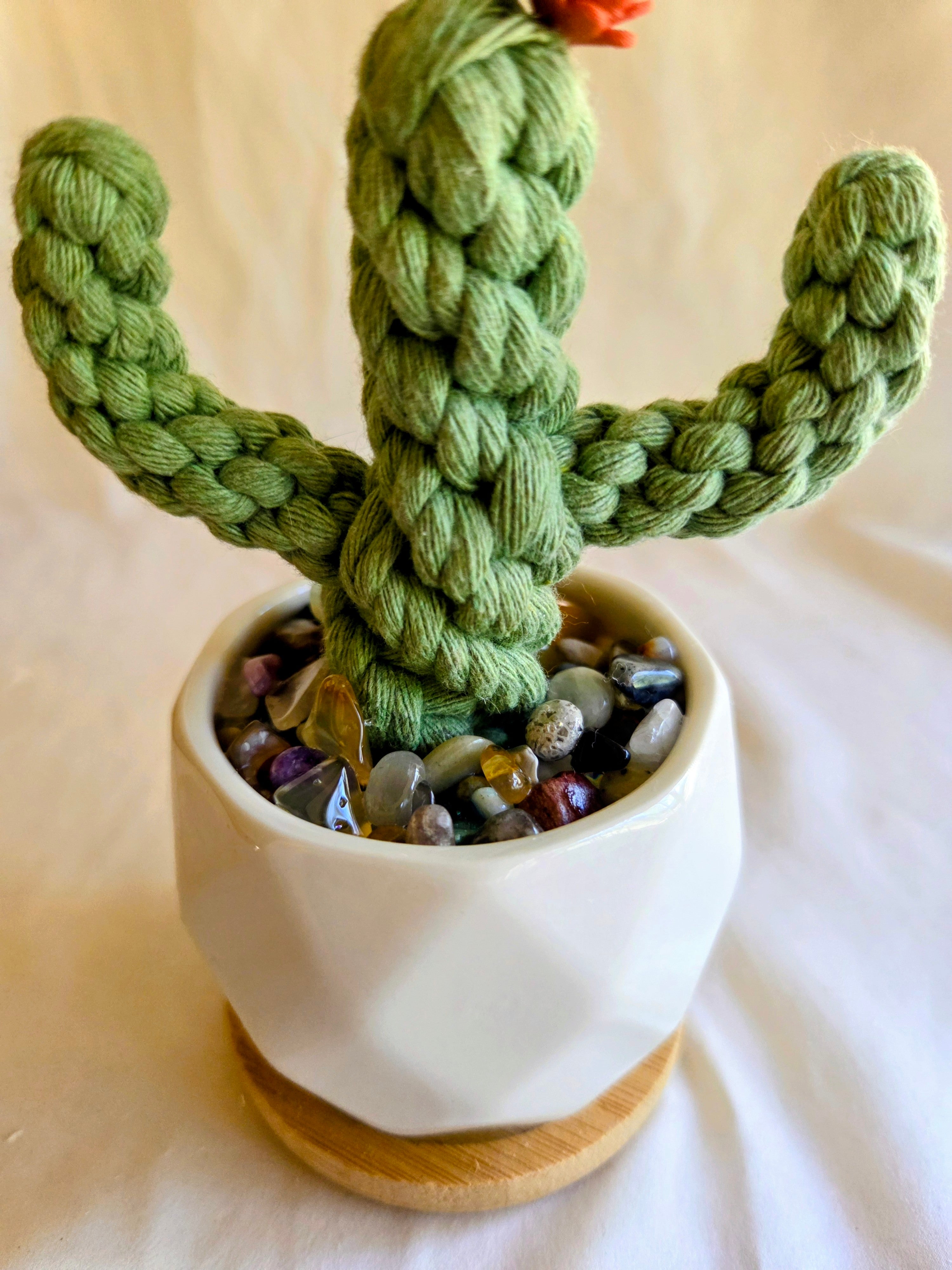 Everlasting Cactus | Cacti | Plant