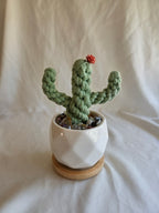 Everlasting Cactus | Cacti | Plant