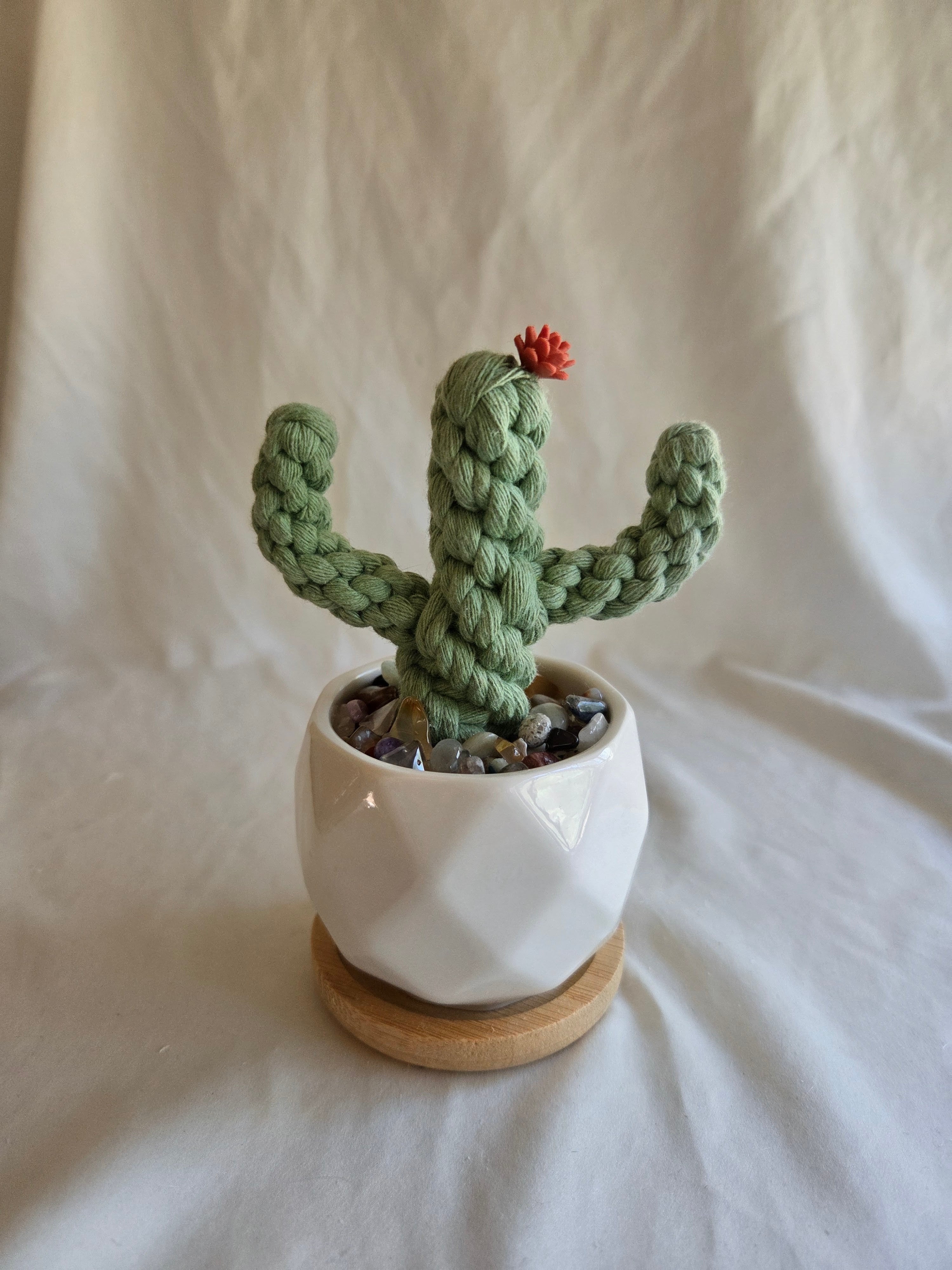 Everlasting Cactus | Cacti | Plant