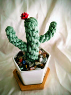 macrame cactus plant in a pot with a white background