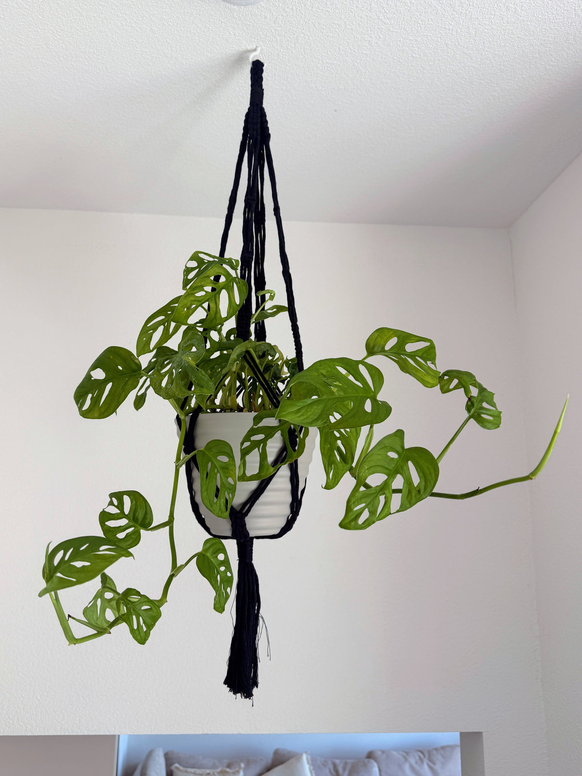Macrame Plant Hangers