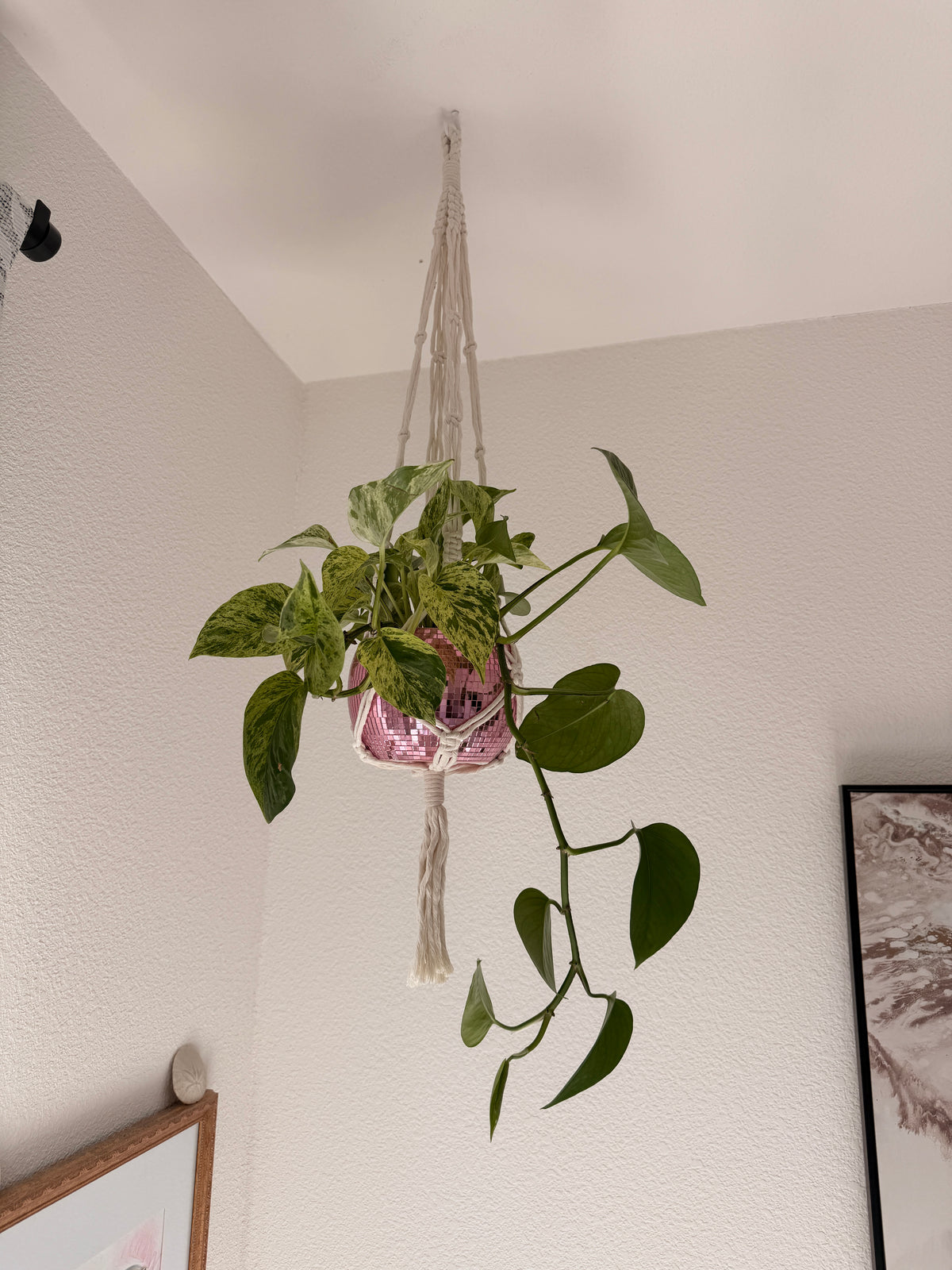 Macrame Plant Hangers