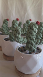 Everlasting Cactus | Cacti | Plant